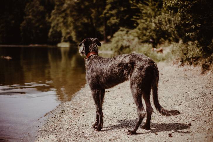 Photo Lévrier Écossais