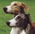 Magyar Agar - Lévrier Hongrois