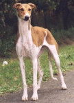 Magyar Agar - Lévrier Hongrois