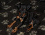 Photo Manchester Terrier