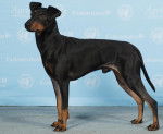 Photo Manchester Terrier