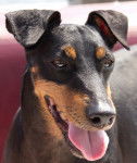 Photo Manchester Terrier