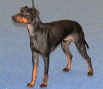 Koira - Manchester Terrier
