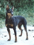 Photo Manchester Terrier