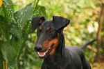 Photo Manchester Terrier