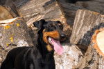 Photo Manchester Terrier