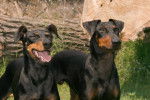 Photo Manchester Terrier
