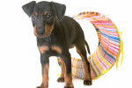 Photo Manchester Terrier