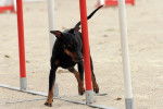 Photo Manchester Terrier