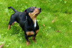 Photo Manchester Terrier