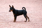 Photo Manchester Terrier