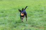 Photo Manchester Terrier