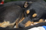 Photo Manchester Terrier
