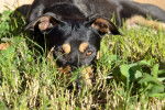 Photo Manchester Terrier