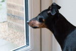 Photo Manchester Terrier