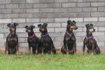 Photo Manchester Terrier