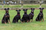 Photo Manchester Terrier