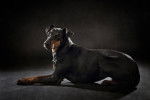Photo Manchester Terrier