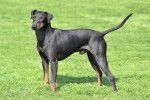 Photo Manchester Terrier
