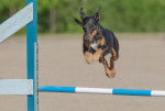 Photo Manchester Terrier