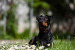 Photo Manchester Terrier
