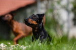 Photo Manchester Terrier