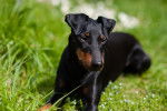 Photo Manchester Terrier