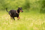 Photo Manchester Terrier