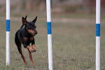 Un Manchester Terrier courant sur un terrain herbeux 