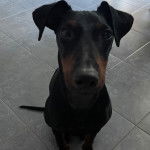 Un Manchester Terrier assis sur un sol carrelé 