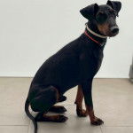 Un Manchester Terrier assis sur un sol carrelé et portant un collier autour du cou