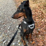 Un Manchester Terrier assis sur une surface rocailleuse et qui est tenu en laisse