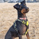 Un Manchester Terrier assis sur une surface sableuse et portant un harnais 