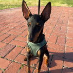 Un Manchester Terrier assis sur un sol pavé et portant un harnais 