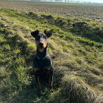 Un Manchester Terrier assis sur un terrain herbeux et portant un collier autour du cou