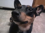 the sweetest - Manchester Terrier