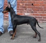 Maxx - Manchester Terrier Mâle (2 ans)