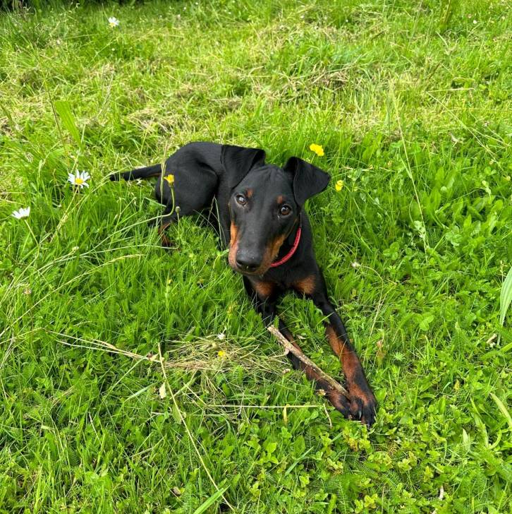 Un Manchester Terrier sur une surface herbacée et portant un collier autour du cou