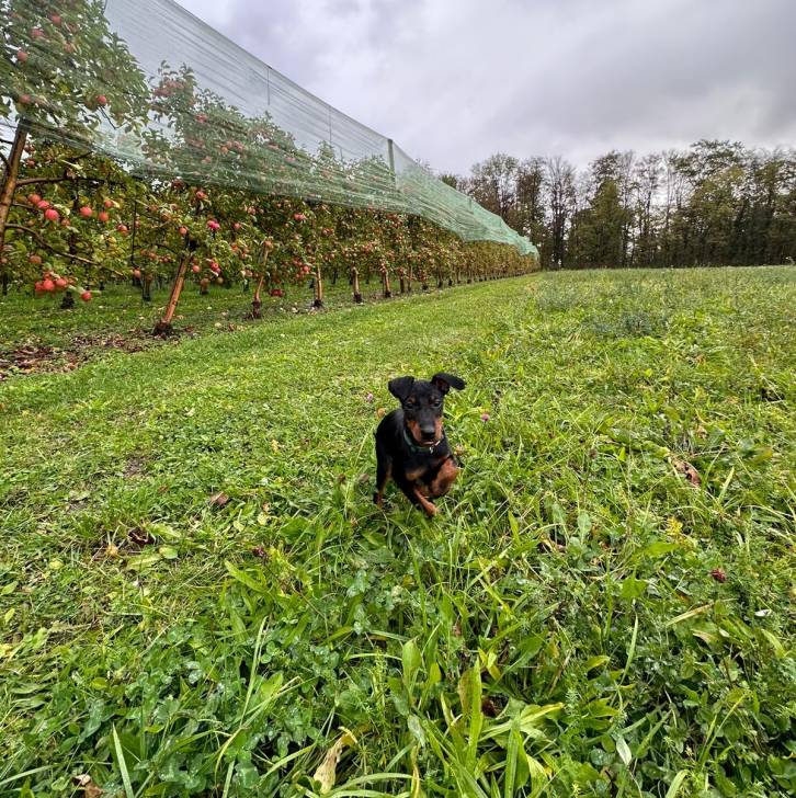 Un Manchester Terrier courant sur une surface herbacée et portant un collier autour du cou