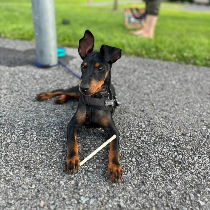 Un Manchester Terrier allongé sur des gravillons et qui est tenu en laisse 