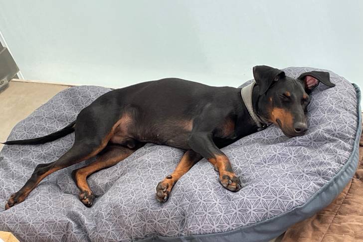 Un Manchester Terrier allongé sur un lit pour chien et portant un collier autour du cou