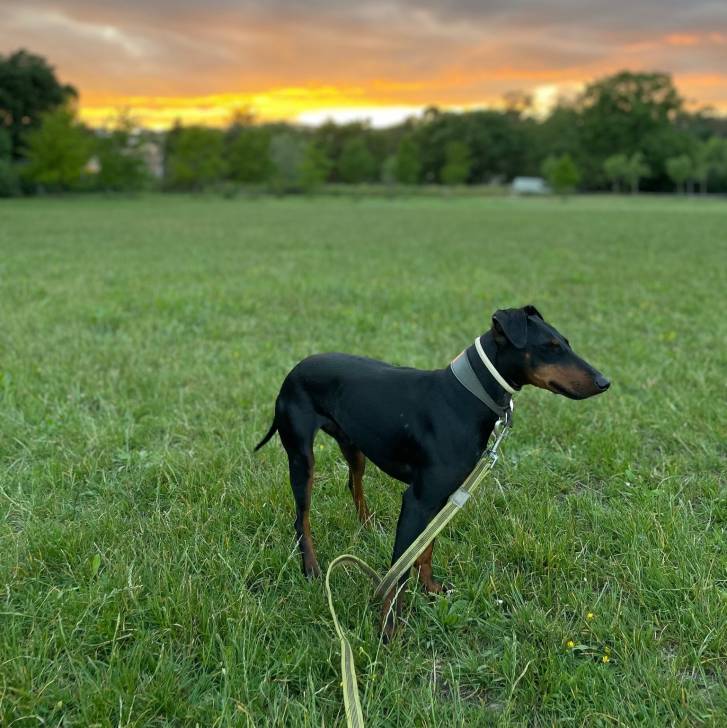 Un Manchester Terrier sur une surface herbacée et qui est tenu en laisse 