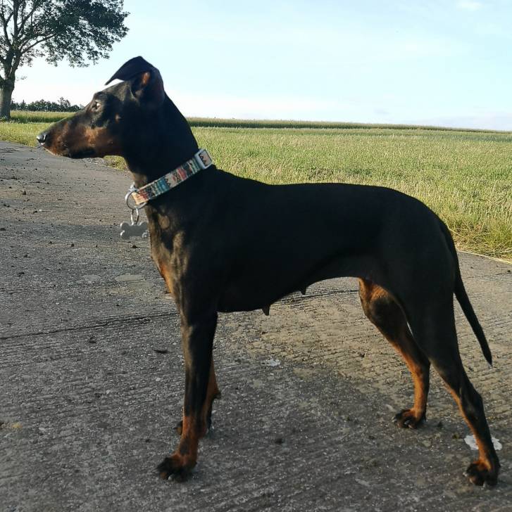Un Manchester Terrier sur une surface bétonnée et portant un collier autour du cou