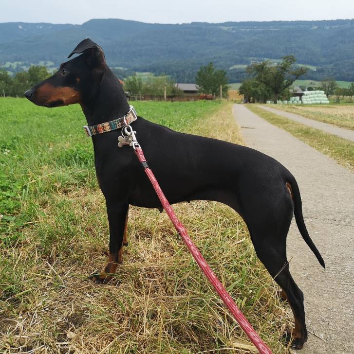 Un Manchester Terrier sur une surface herbacée et qui est tenu en laisse 