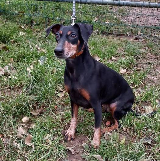 Un Manchester Terrier assis sur un terrain herbeux et qui est tenu en laisse