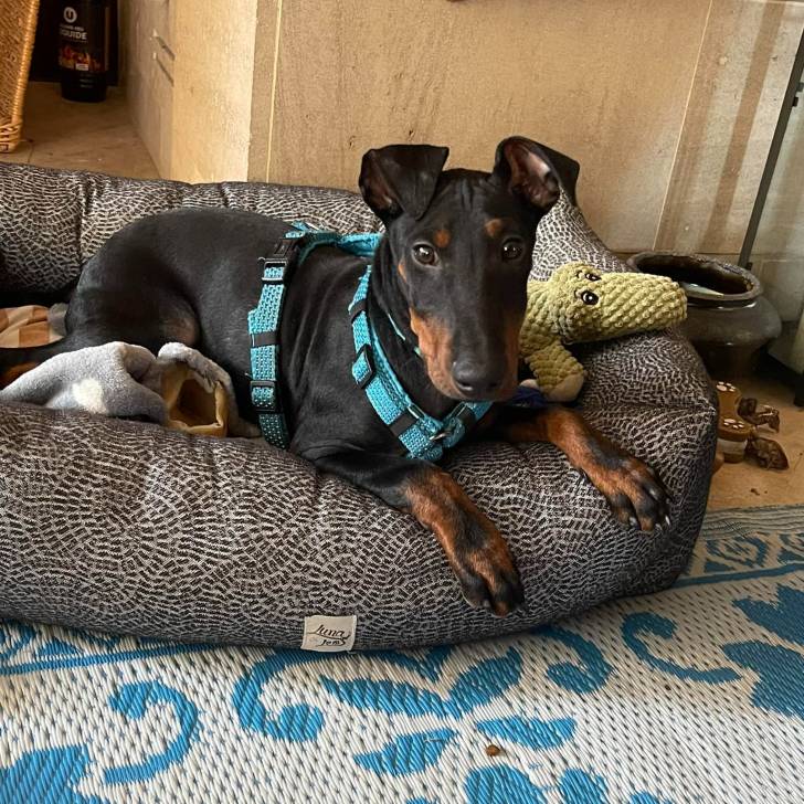 Un Manchester Terrier allongé dans un panier et portant un harnais 