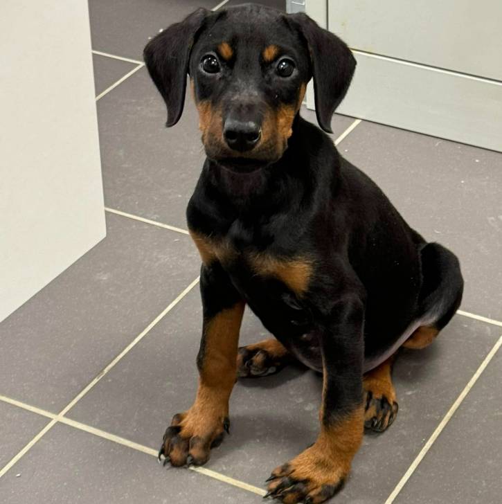 Un Manchester Terrier assis sur un sol carrelé et regardant vers la caméra 