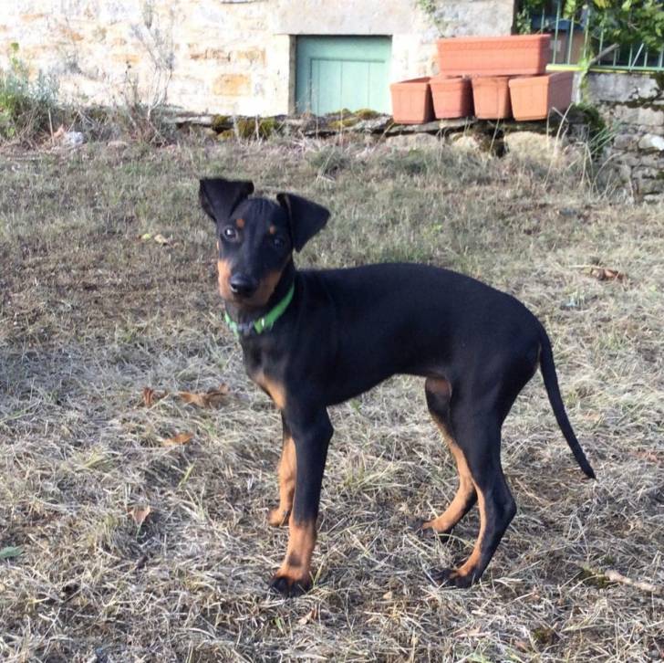 Un Manchester Terrier sur un terrain herbeux et portant un collier autour du cou