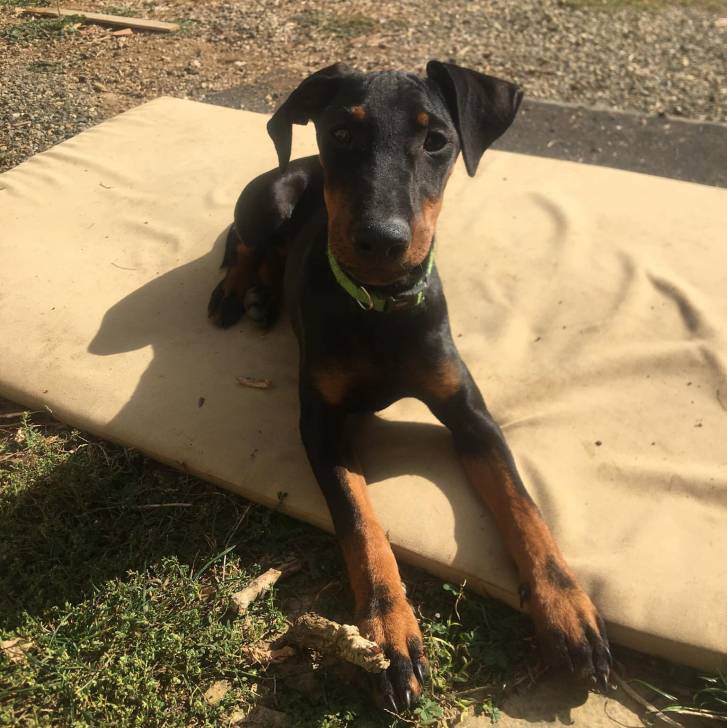 Un Manchester Terrier allongé et portant un collier autour du cou