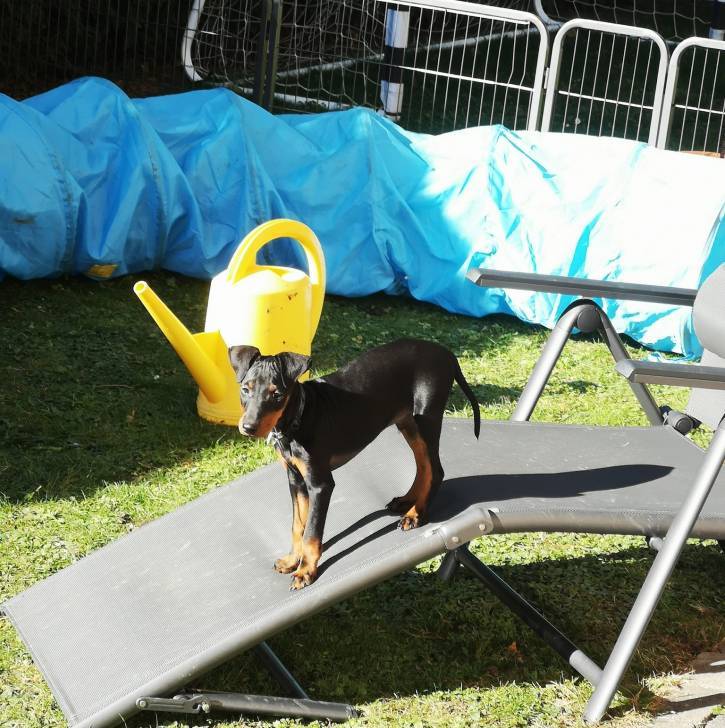 Un chiot Manchester Terrier sur un transat et portant un collier autour du cou